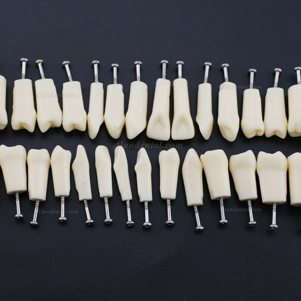 Dental Typodont Replacement Teeth M8024/M8025 Compatible Nissin Kilgore 200
